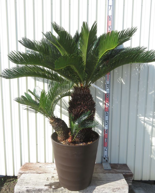 楽天市場】【現品発送】ソテツ マクロザミア マクドネリー 15号鉢植え