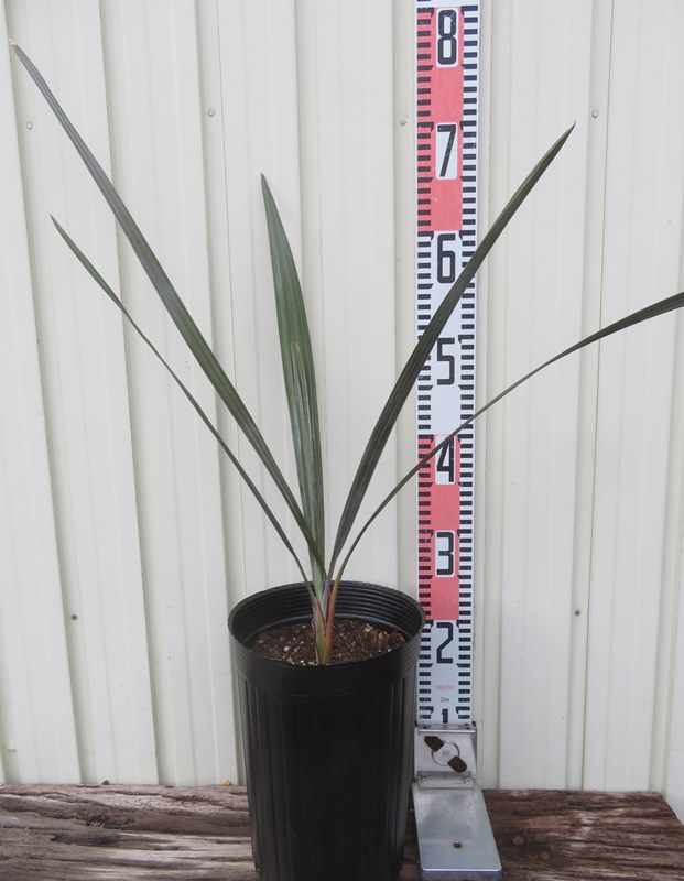 楽天市場】【現品・現物】ビスマルキア・ノビリス・シルバーリーフ