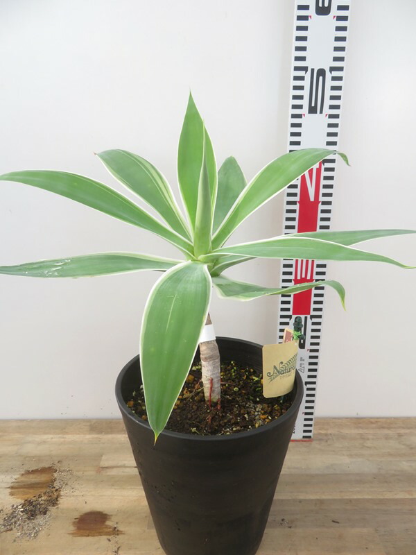 楽天市場】アガベ アテナータ カラズストライプ 7号 苗木【AK】 : 千草園芸