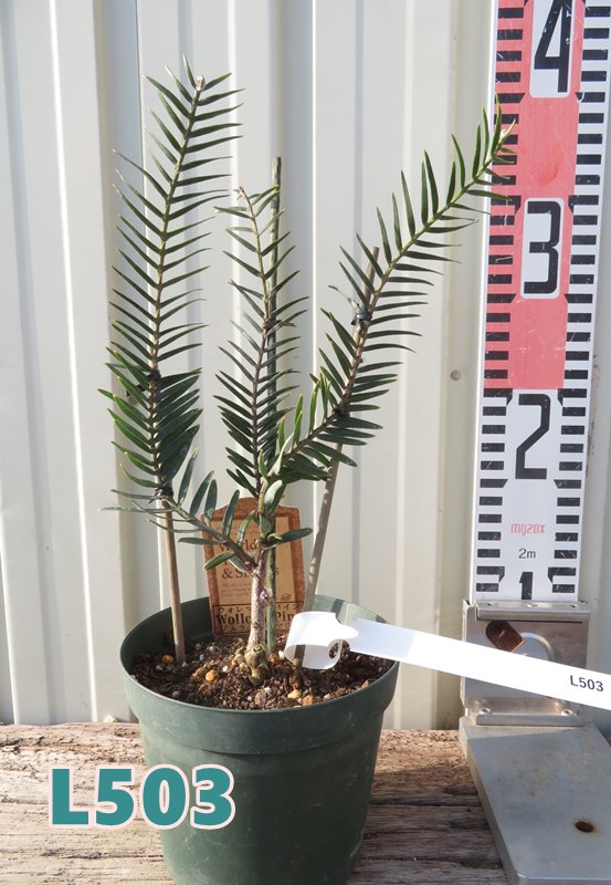 楽天市場】【現品発送】ジュラシックツリー 12号フレグラー鉢植え