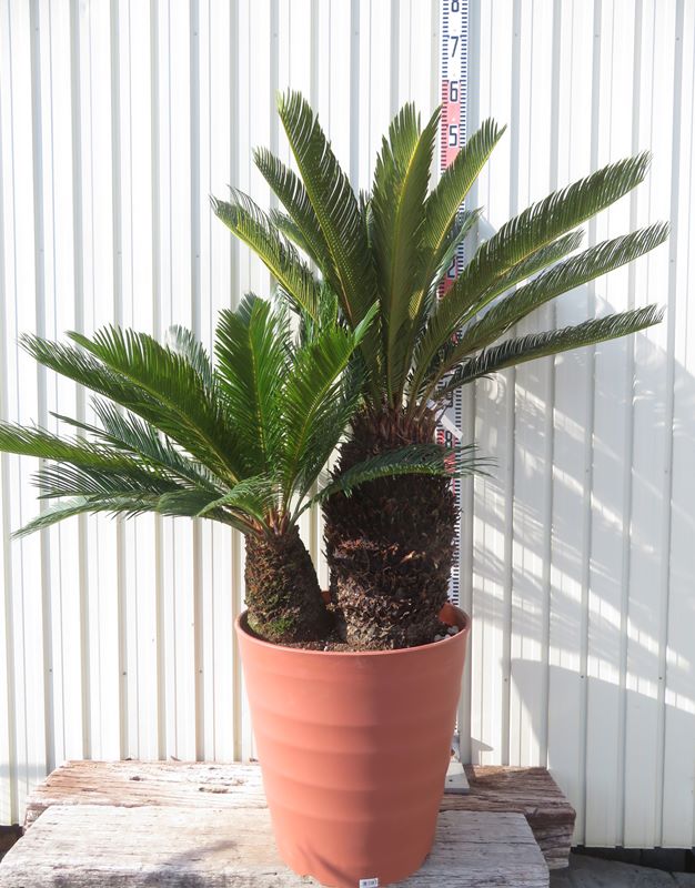 楽天市場】【現品発送】サイカス タイシルバー（タイ原産銀葉ソテツ