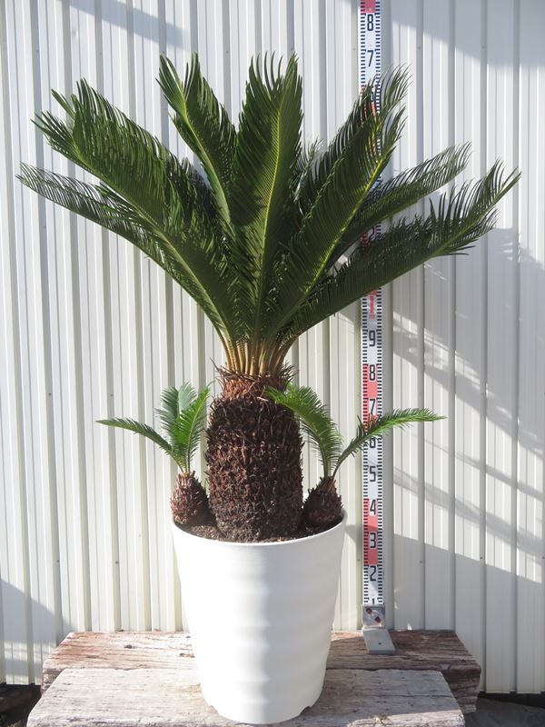 楽天市場】【限定1点】 蘇鉄（ソテツ：2頭）極太 1.5m Cycas revoluta