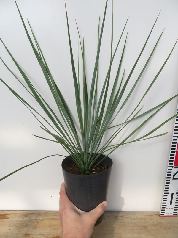 楽天市場】【現品】【マルデヌベス ロストラータver】ユッカ