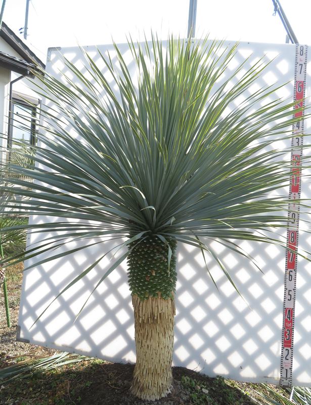 楽天市場】【ロストラータ】ユッカ 根巻き大苗 耐寒性南欧風プランツ