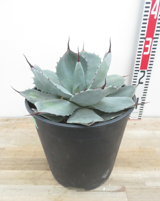 楽天市場】【送料無料】アガベ パリー トルンカータ トランカータ