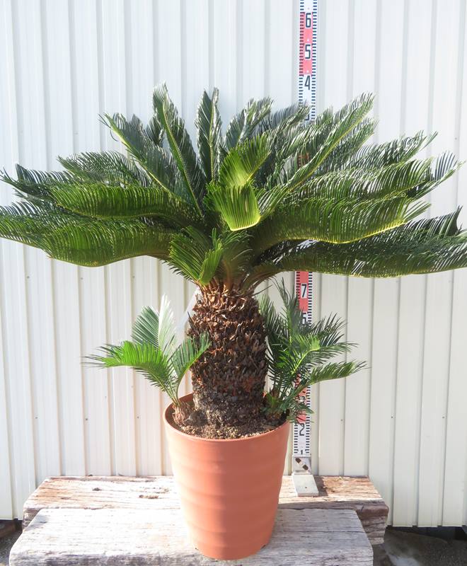 楽天市場】【現品発送】ソテツ（蘇鉄) 大株 幹太 12号フレグラー鉢植え