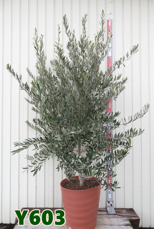 楽天市場】1本でなるオリーブの木 【セントキャサリン】 特大苗 【大型