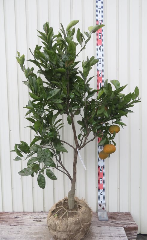 楽天市場】【現品】ザミア フロリダーナ 8号【産直】 : 千草園芸