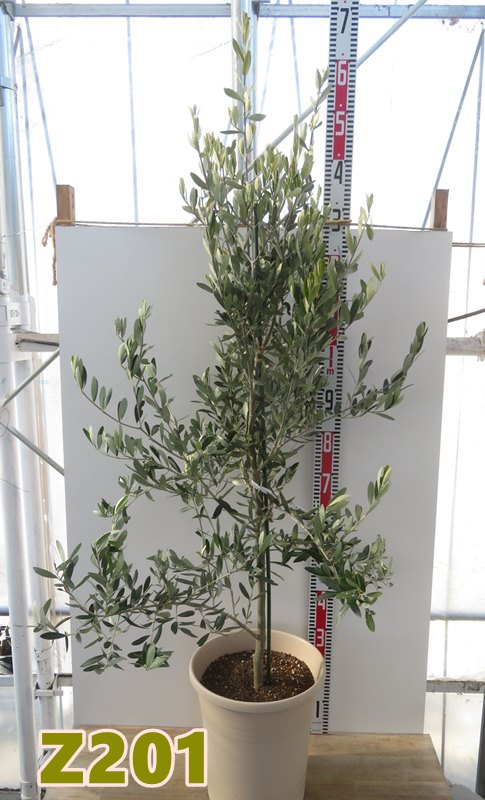 楽天市場】【現品】オリーブの木 シプレシーノ 苗木 樹高1.5m F118