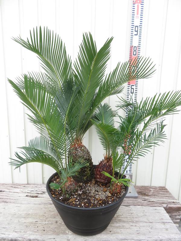 楽天市場】【現品発送】奄美姫蘇鉄(アマミヒメソテツ) 9号セラアート