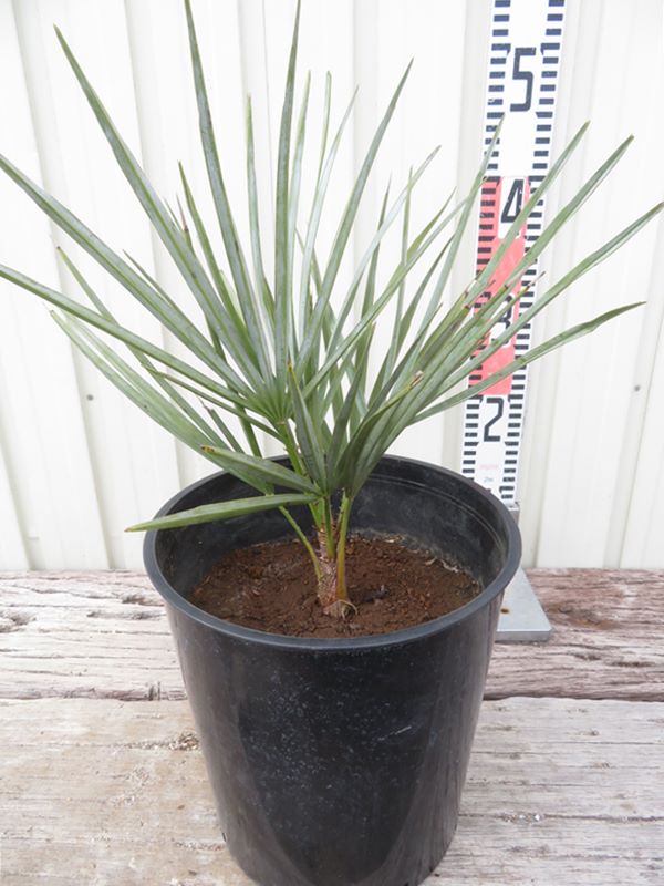 楽天市場】【現品発送】ユッカ エラータ 大株 12号鉢植え : 千草園芸
