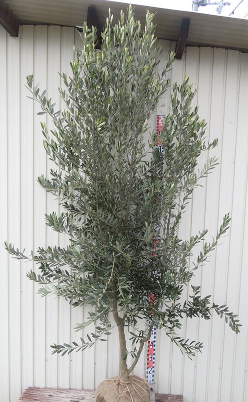 楽天市場】特選庭木・植木：オリーブ（シプレッシーノ）*樹高150cm