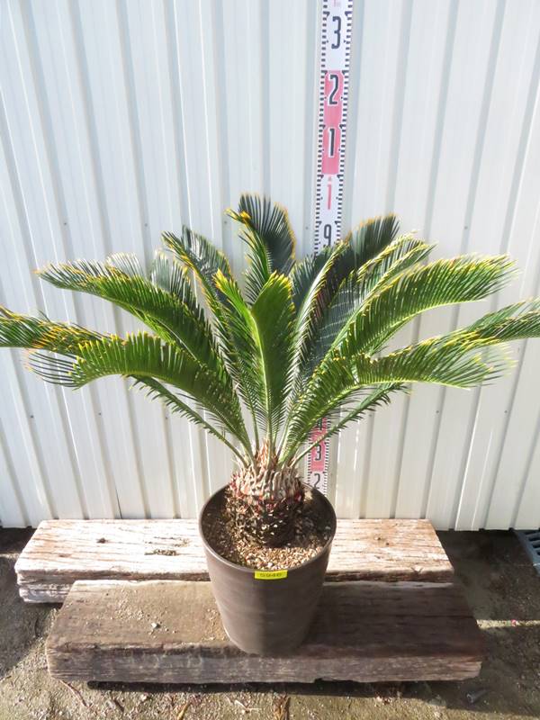 楽天市場】【現品発送】金環蘇鉄(キンカンソテツ) 大株 10号鉢植え 