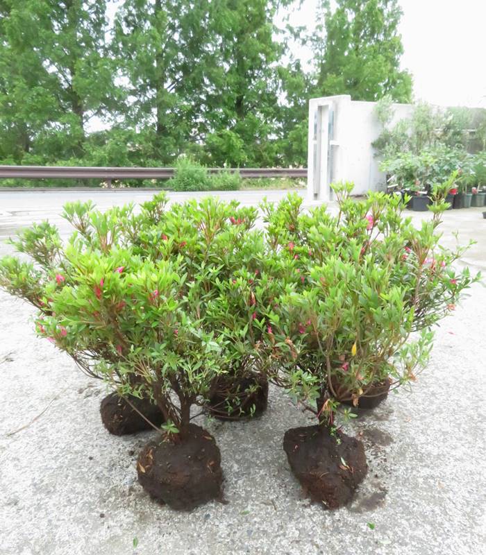 楽天市場】ヤマツツジ（山躑躅） 苗木 5.5号(z02-1) : 千草園芸