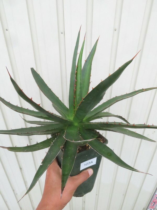 シャークスキン アガベ 縦20cm横30cm 観葉植物