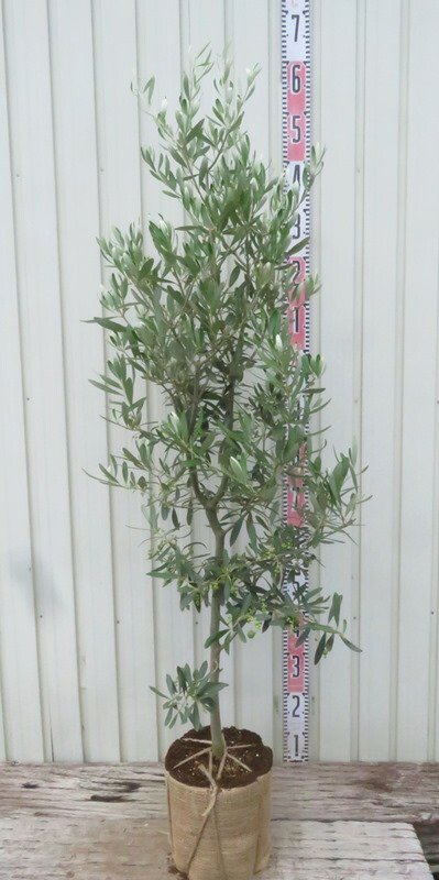 楽天市場】オリーブ （全9品種） 2年生 4号ポット 苗 【 選べる