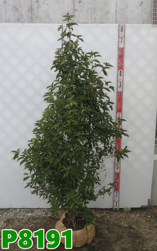 楽天市場】【現品】ソヨゴ 株立ち 雌株(メス株) 樹高1.2m G139