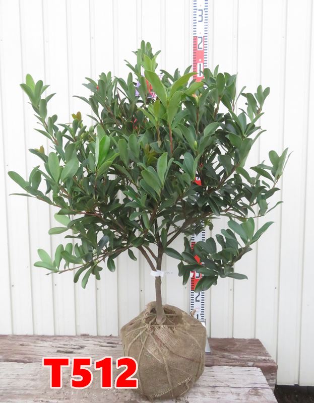 カリステモン ホワイトアンザック 4本株立ち 楽天市場】【ホワイト