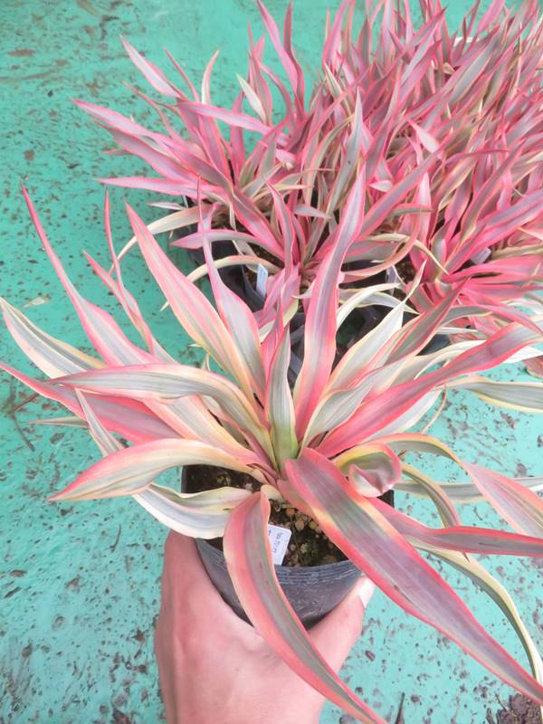 【現品】ユッカ・カルネロサーナ　８号　２あ番 現品】ユッカ・カルネロサーナ 8号 yucca carnerosana AR番