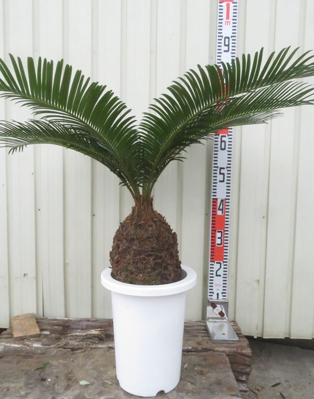 楽天市場】【現品発送】金環蘇鉄(キンカンソテツ) 10号フレグラ