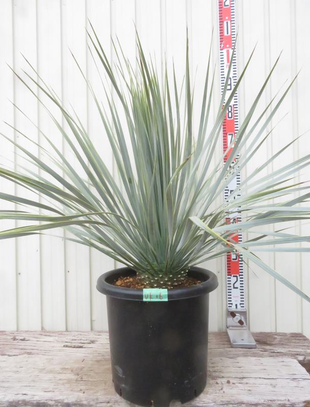 楽天市場】【現品発送】ユッカ リギダ 12号鉢植え H60cm【産直