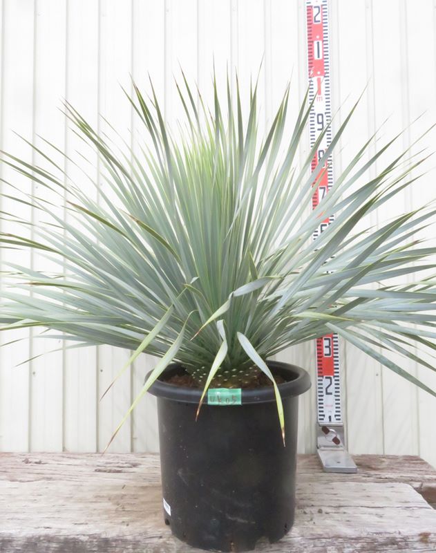 感謝の声続々！ 楽天市場】【現品発送】ソテツ（蘇鉄) 10号鉢植え 大株 苗木 その他観葉植物