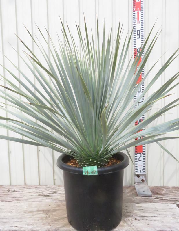 楽天市場】【現品発送】フェニックス ロベレニー 12号鉢植え