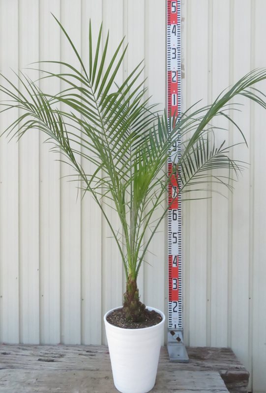楽天市場】【現品発送】ソテツ（蘇鉄) 9号フレグラー鉢植え 苗木