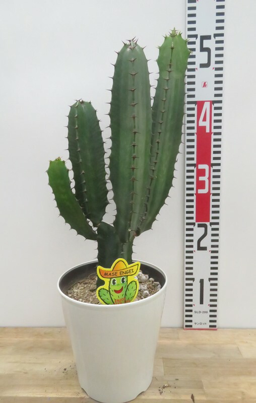 楽天市場】弁慶柱（ベンケイチュウ）サボテン 3号鉢植え 苗木 : 千草園芸