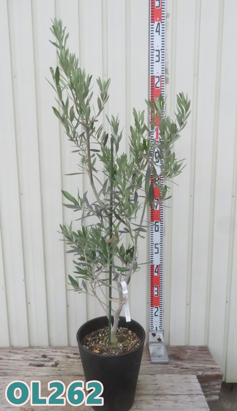 オリーブ 8号 （白色） セラアート鉢 鉢植え【ココファイバー