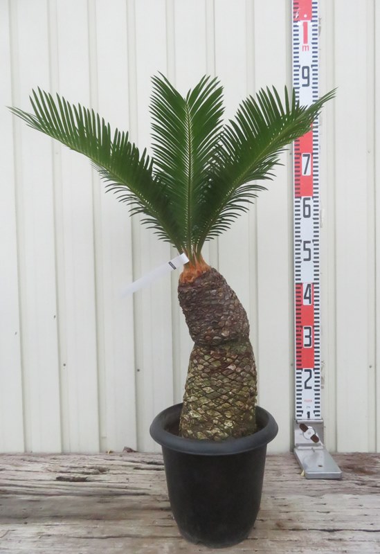 ソテツ　3株セット❗ 現品］33番 ソテツ 7号 蘇轍 観葉植物 プラスチック鉢 幹高 | PF