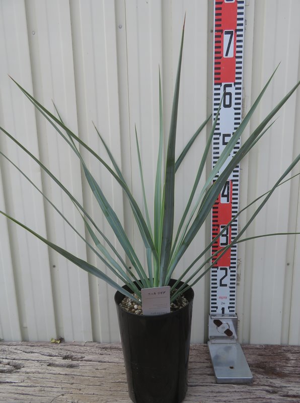 楽天市場】ユッカ・ロストラータ「ブルー・ベルベット」 7号鉢 : 四国