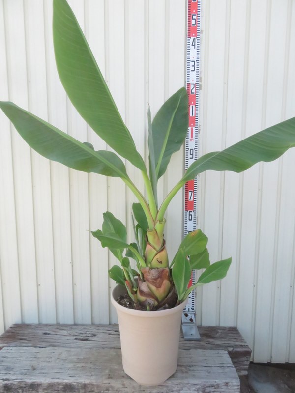 楽天市場】チユウキンレン（雲南地湧金蓮）5寸ポット植え : 日本花卉