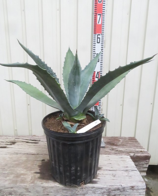 二階堂アガベ（アメリカーナ・バリエガータ）リュウゼツランAgave 楽天市場】アガベ（アメリカーナ・バリエガータ）斑入り 10号