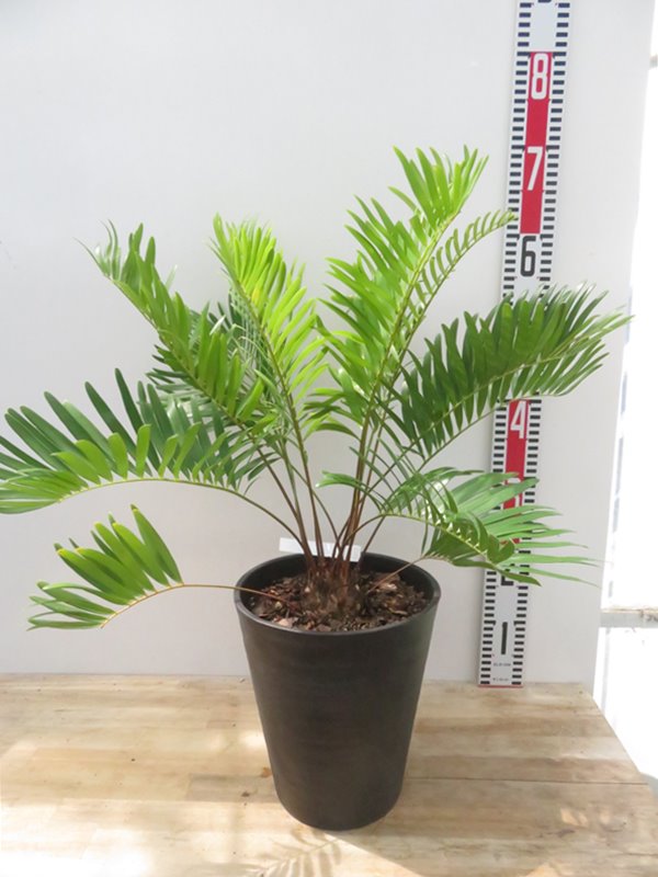7号ザミア　フロリダーナ　多頭　大株 ザミア フロリダーナ 大株 7号鉢 現品発送！ 観葉植物