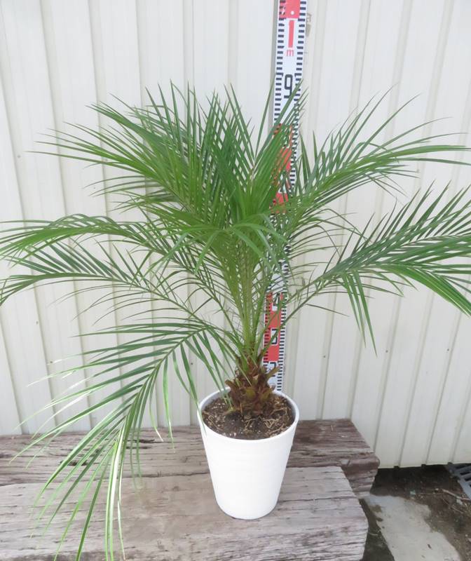 送料込み　カナリーヤシ　カナリヤシ　形状良　新築、鉢植え　現品 000000064200-01-l.jpg?t=