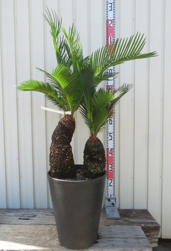 松葉帯化葉　蘇鉄　レボルタ　ソテツ　奇形　超レア ソテツ 松葉帯化葉(Cycas revoluta Mutant form) | 希少植物の