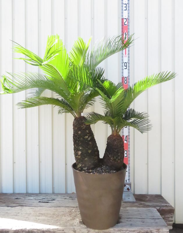 楽天市場】【現品発送】サイカス タイシルバー（タイ原産銀葉