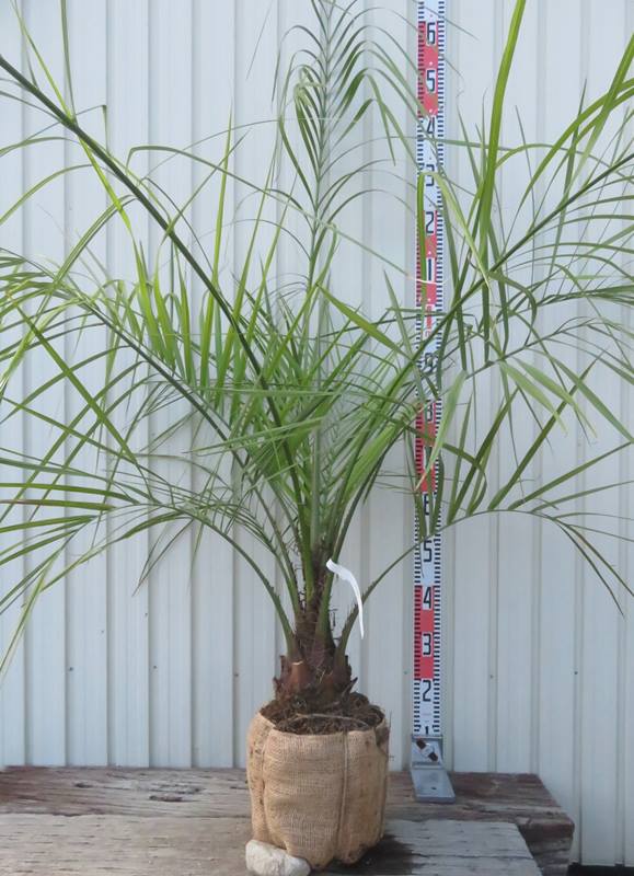 楽天市場】【現品発送】ココスヤシ 中株 苗木 W90cm×H90～100cm