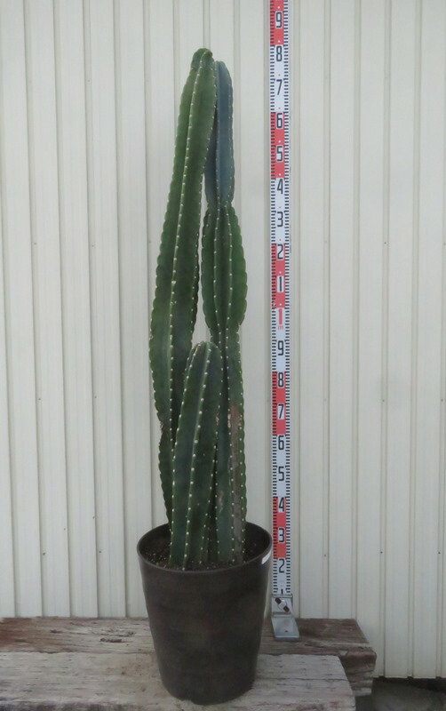 弁慶柱　5号鉢 楽天市場】観葉植物/サボテン：弁慶柱 （べんけいちゅう） 5号
