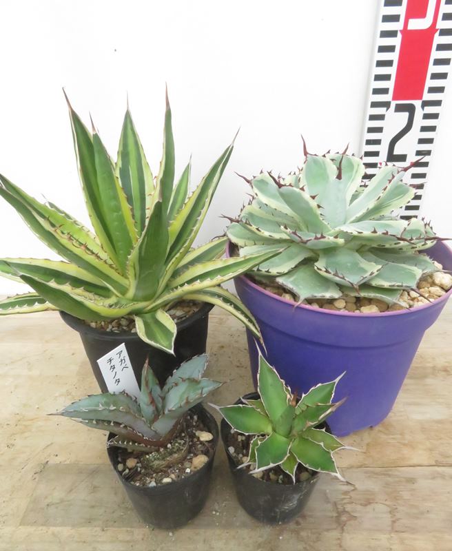 アガベ　吉祥天　子株付き　30センチ② アガベ 吉祥天 子株付き 30センチ②