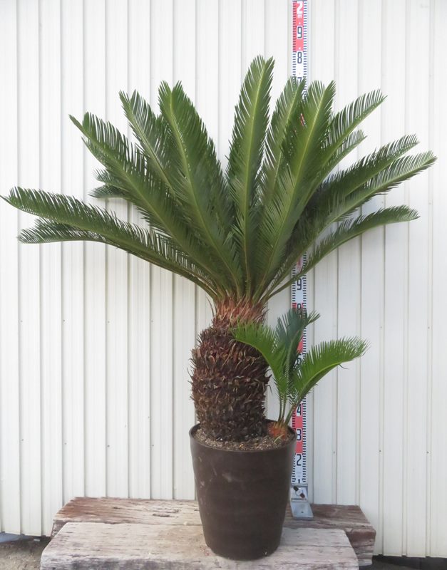 ソテツ鉢植え 60cm ソテツ 苗 鉢植え 苗木部 By 花ひろばオンライン