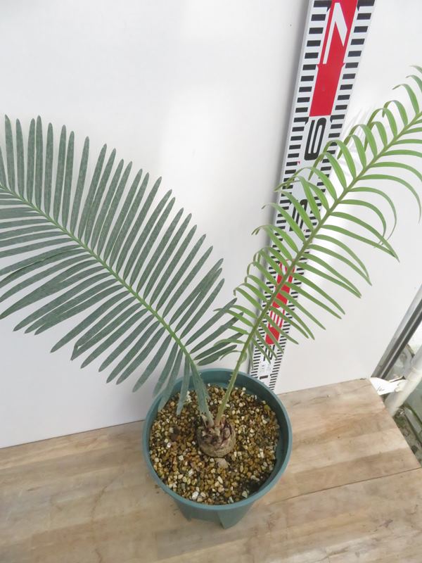 楽天市場】【選べる現品】サイカス タイシルバー（タイ原産銀葉ソテツ