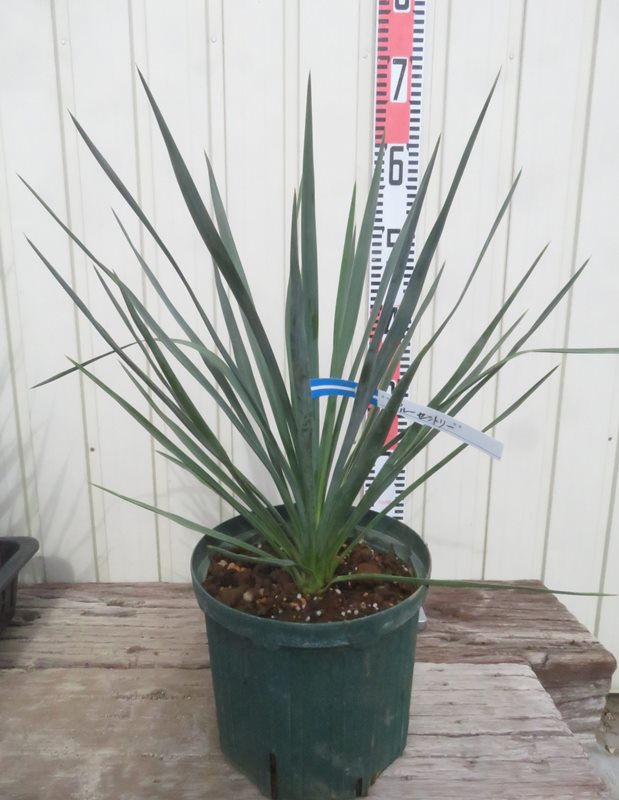 楽天市場】ユッカ リギダ ドライガーデン シルバー ロストラータ