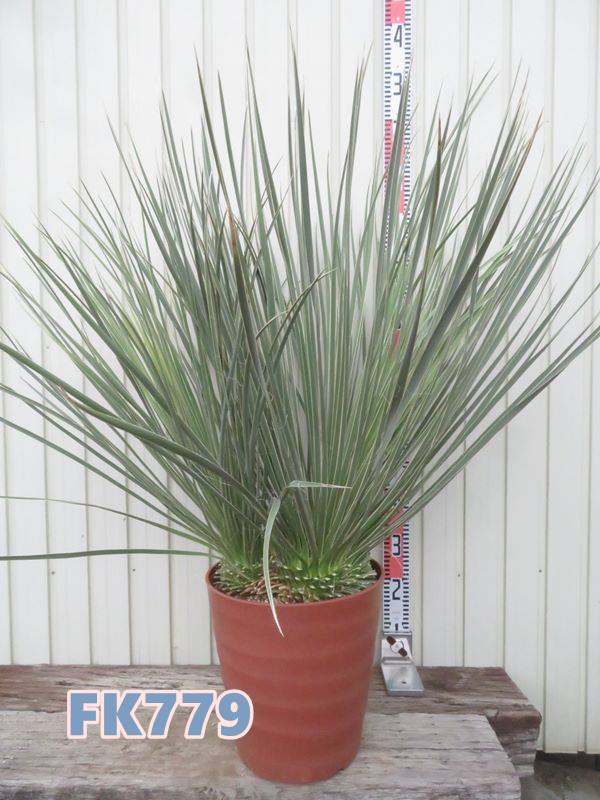 楽天市場】ユッカ リギダ 苗木 5号鉢【h14sotoni】 : 千草園芸