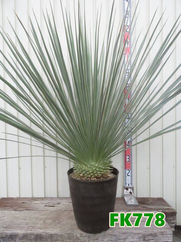楽天市場】【現品発送】ユッカ リギダ 12号鉢植え H60cm【産直