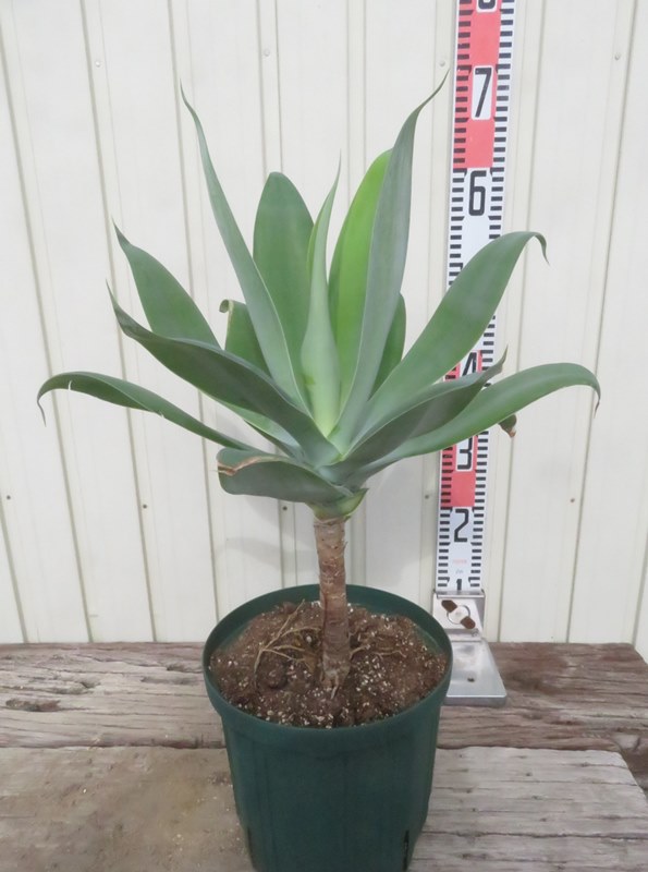 楽天市場】観葉植物：アガベ アテナータ*8号プラポット 現品をお
