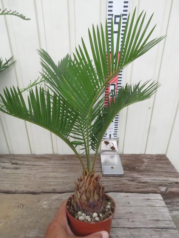 楽天市場】【現品発送】奄美姫蘇鉄(アマミヒメソテツ) 大株 苗木 12号