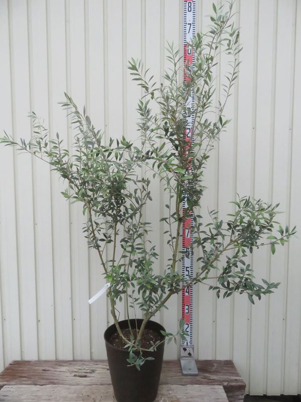 オリーブの木　マウリィーノ　10号　約140cm　K-85　希少品種　一点物 オリーブの木 マウリィーノ 10号 約140cm K-85 希少品種 一点物