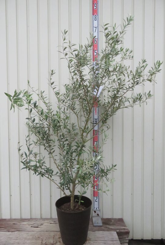 楽天市場】【現品発送】オリーブの木 セントキャサリン 苗木 10号